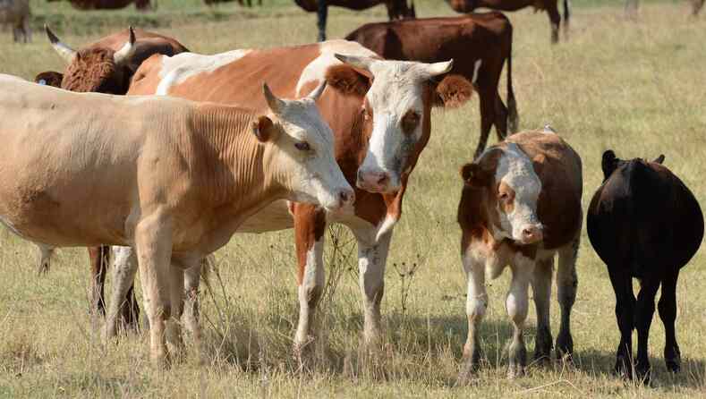 Производство продукции животноводства в Кыргызстане